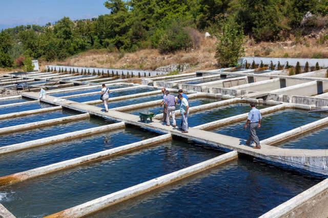 Muğla'da Yetiştirilen Alabalığa Yabancı İlgisi! 82 Ülkeye İhraç Ediliyor