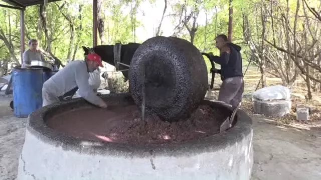 Beygir Gücüyle Elde Edilen Zeytinyağının Kilosu 50 TL'den Yurt Dışına Gönderiliyor