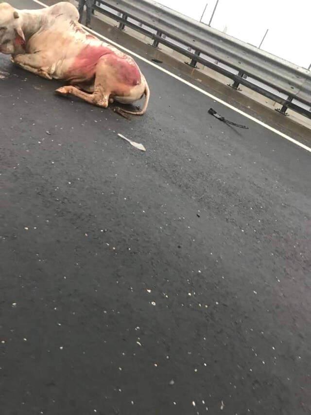 Karayolunda Akla Zarar Kaza! TIR'dan Düşen İneğe 2 Otomobil Çarptı Karayolunda Akla Zarar Kaza! TIR'dan Düşen İneğe 2 Otomobil Çarptı