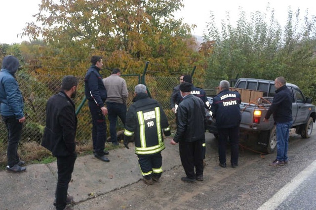 Cüssesiyle Dikkat Çeken Yaralı Domuz, Meyve Bahçesine Girdi