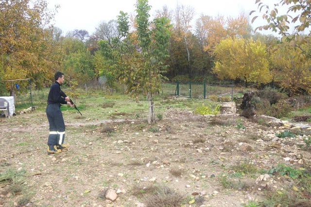 Cüssesiyle Dikkat Çeken Yaralı Domuz, Meyve Bahçesine Girdi