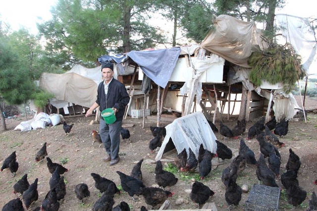 Son Maaşıyla Tavuk Çiftliği Kuran Girişimci, Taleplere Yetişemiyor