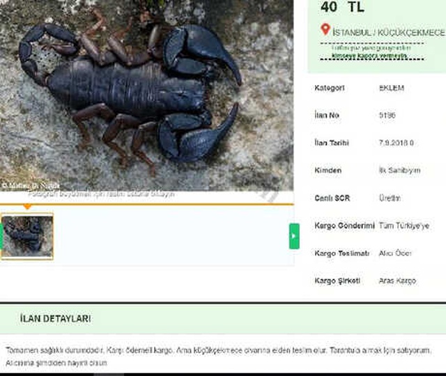 Yasa Dışı Yollarla Getirdikleri Akrepler İçin 190 Lira Fiyat Biçip İnternetten Satışa Sunuyorlar