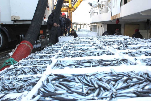 Vatandaş Bu Sene Hamsiye Doyacak! Balıkçılar Karadeniz'de 3 Günde Bin 500 Ton Hamsi Avladı