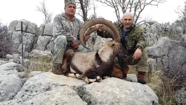 109 Santim Uzunluğunda Boynuzu Olan Keçi Avlandı