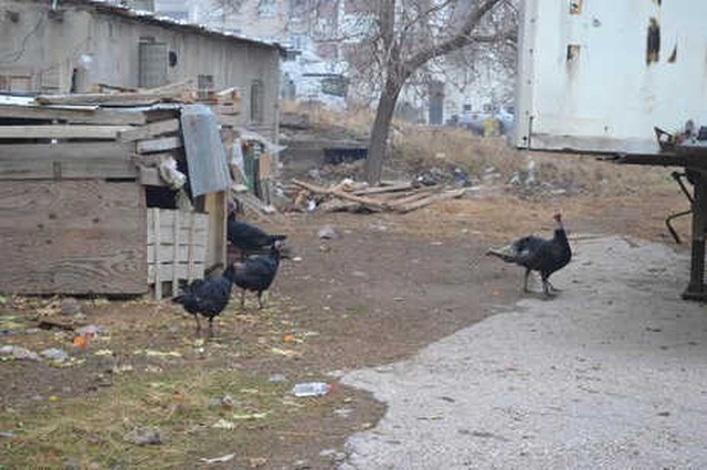 Yaşlı Kadın, Yılbaşında Satmak İçin Beslediği Hindileri Çalınınca Hüngür Hüngür Ağladı
