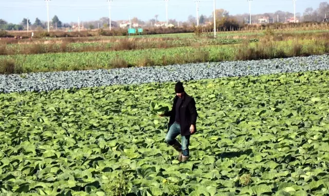 Geçen Sene Yüzüne Bakılmayan Lahanalar Bu Yıl Yok Satıyor