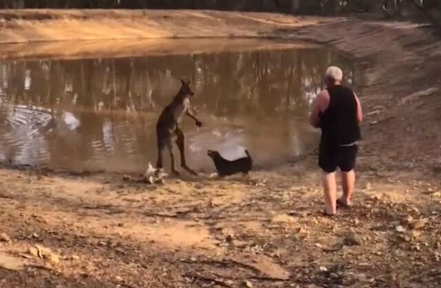 Avustralya'da Kanguru Saldırısına Uğrayan Adam Günün Konusu Oldu Köpeklerini Kangurudan Korumak İsteyen Yaşlı Adam, Kangurudan Dayak Yedi
