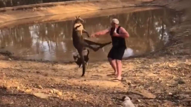 Avustralya'da Kanguru Saldırısına Uğrayan Adam Günün Konusu Oldu Köpeklerini Kangurudan Korumak İsteyen Yaşlı Adam, Kangurudan Dayak Yedi