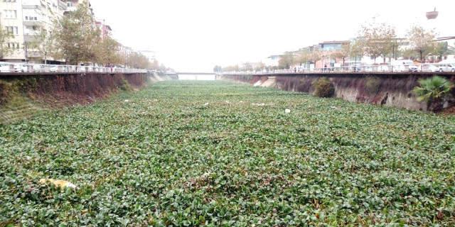 Görüntüler İçler Acısı! Ters Akmasıyla Bilinen Asi Nehri Tarlaya Döndü