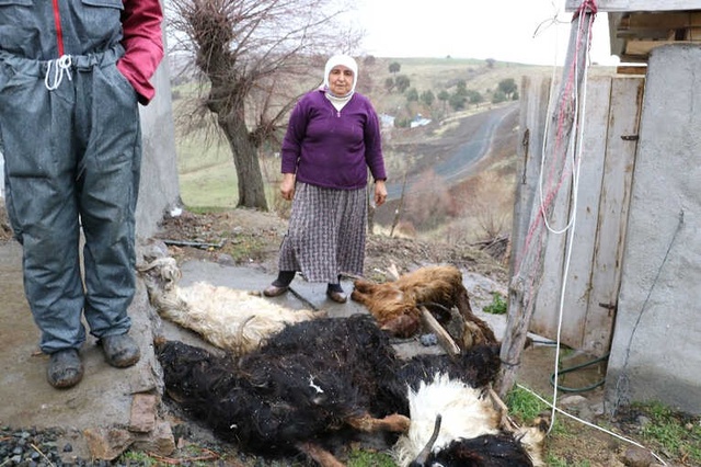 Sivas'ta Veba Salgını Nedeniyle 200 Hayvan Telef Oldu