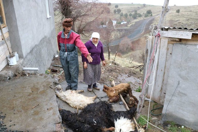 Sivas'ta Veba Salgını Nedeniyle 200 Hayvan Telef Oldu