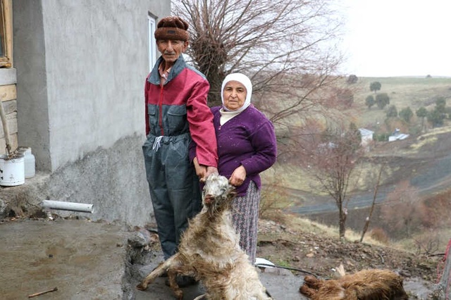 Sivas'ta Veba Salgını Nedeniyle 200 Hayvan Telef Oldu