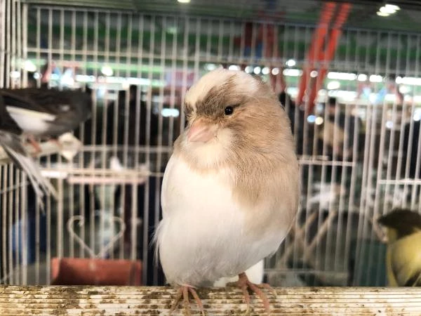 Asırlık Kuş Pazarı Binlerce Kuş Severi Bir Araya Getiriyor