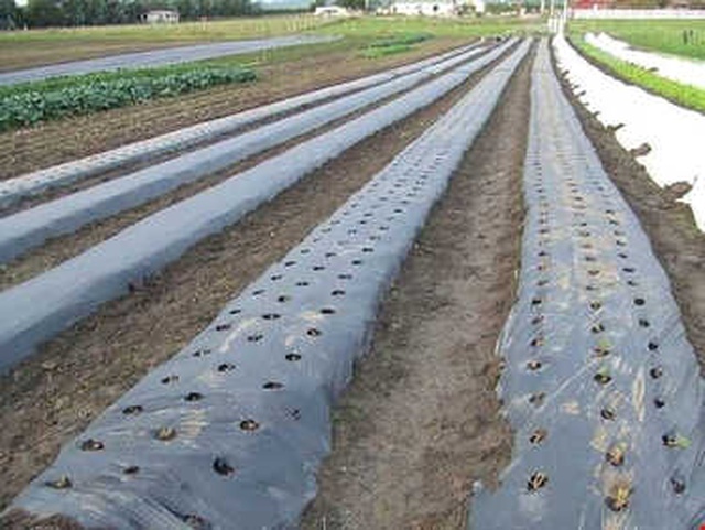 Kaymakam'dan Köylüyü Zengin Edecek, Göçü Önleyecek Proje