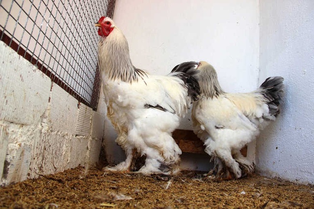 Süs Tavuğuna Merak Salan Genç, Yumurtanın Tanesini 40 TL'den Satıyor