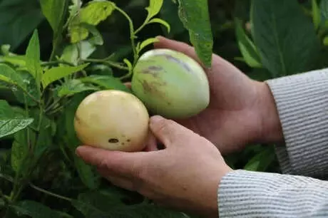 Şifa Niyetine Diktiği Pepino, Gelen Talepler Üzerine Gelir Kaynağı Oldu