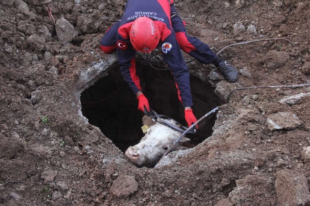Havlayan Köpeği Takip Edip Kuyudaki İneği Buldular