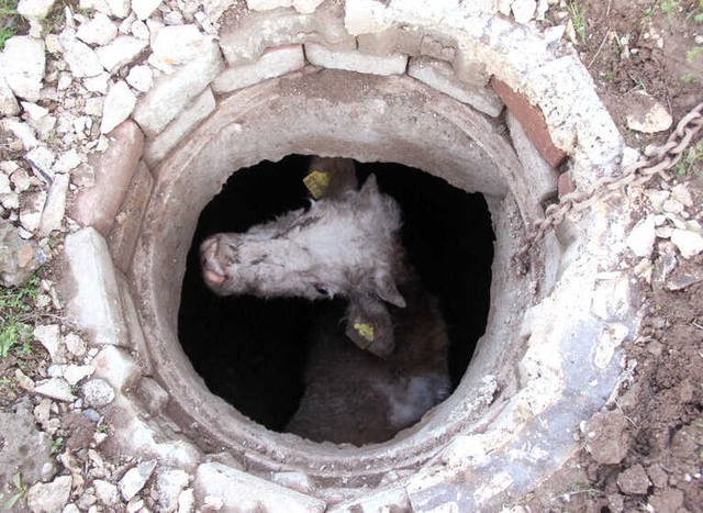 Havlayan Köpeği Takip Edip Kuyudaki İneği Buldular