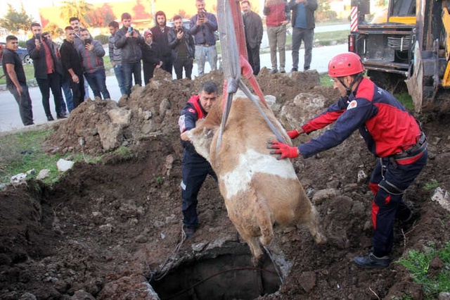 Havlayan Köpeği Takip Edip Kuyudaki İneği Buldular