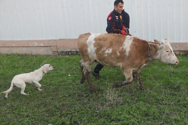 Havlayan Köpeği Takip Edip Kuyudaki İneği Buldular