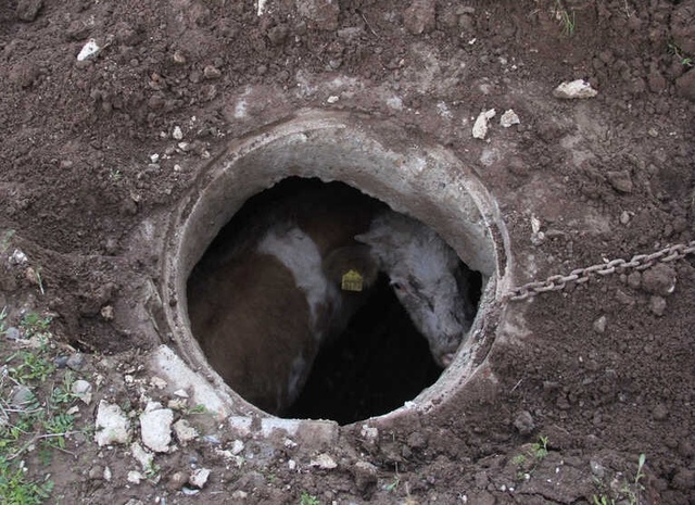 Havlayan Köpeği Takip Edip Kuyudaki İneği Buldular
