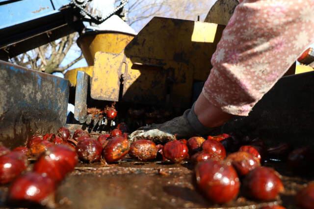 Denizli'nin Bin Rakımlı Köyünden Toplanan Kestanelere Araplar Yoğun İlgi Gösteriyor Denizli'nin Bin Rakımlı Köyünden Toplanan Kestanelere Araplar Yoğun İlgi Gösteriyor