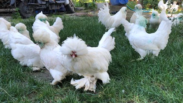 Bursalı Çiftçinin Yetiştirdiği Osmanlı Süs Tavuklarının Tanesi 10 Bin Liradan Satılıyor