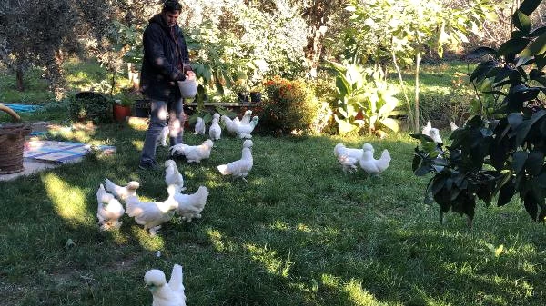 Bursalı Çiftçinin Yetiştirdiği Osmanlı Süs Tavuklarının Tanesi 10 Bin Liradan Satılıyor