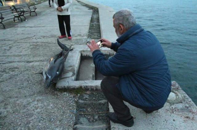 Sarıyer Sahilinde Ölü Yunus Bulundu