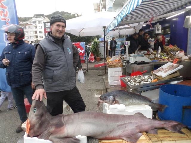 Marmara Denizi'nde Dev Köpek Balığı Yakalandı