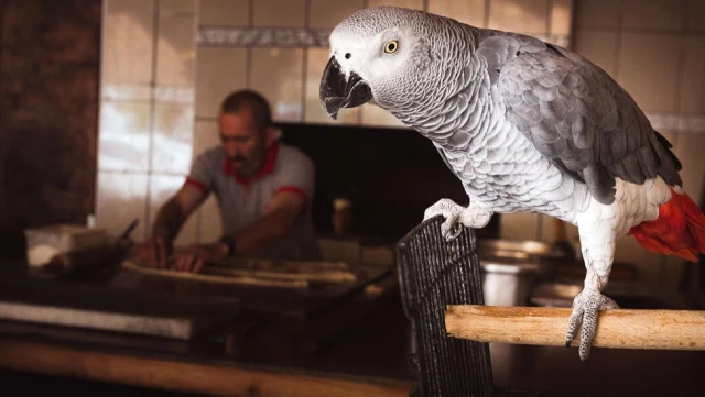 Murat Özdemir'in İşkence Ettiği Papağanın Türü Hakkında Bilinenler: 'Kuşların Einstein'ı'