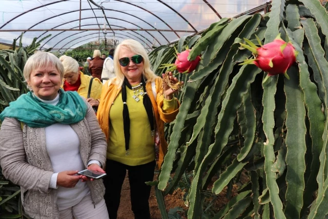Antalya'da Pitaya Üreten Çiftçiler Servet Kazanıyor