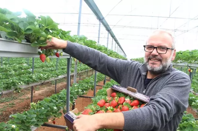 Maliyet ve İşçilikten Dolayı Topraksız Tarıma Geçen Çiftçi, Gelirini 5 Kat Artırdı