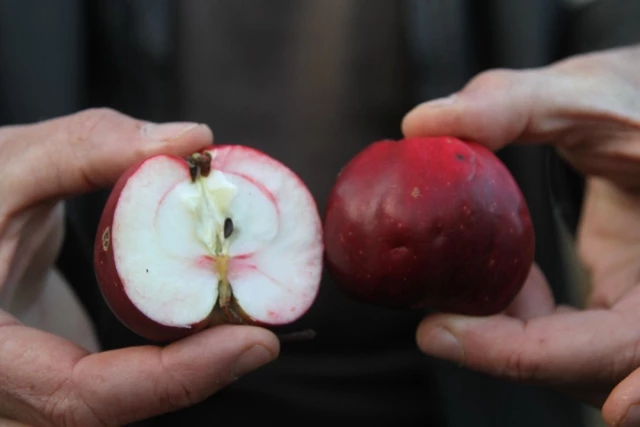Sadece Ardahan'da Yetişen İçi ve Dışı Kırmızı Elma Tescillendi