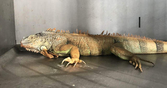 Muğla'da Sokakta Bulunan İguana Vatandaşları Tedirgin Etti Muğla'da Sokakta Bulunan İguana Vatandaşları Tedirgin Etti