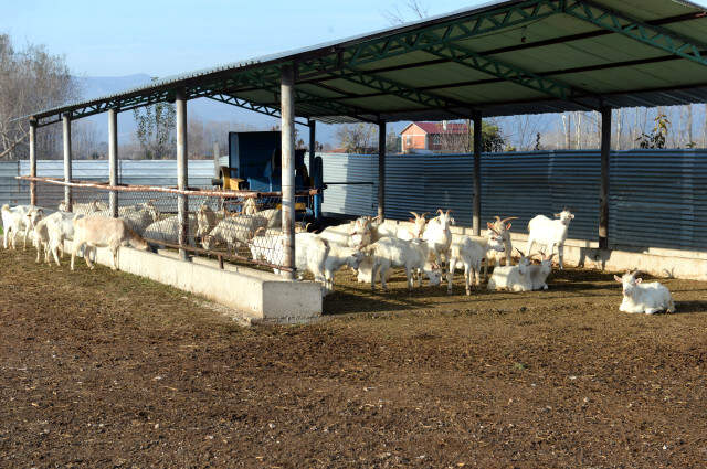 Dondurmacılık Yapan Ailesine Yardımcı Olmak İçin Giriştiği Yolda Çiftlik Sahibi Oldu Dondurmacılık Yapan Ailesine Yardımcı Olmak İçin Giriştiği Yolda Çiftlik Sahibi Oldu