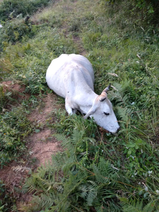 Kan Donduran Hırsızlık! 150 Hayvanı Telef Edip Etlerini Çaldılar Kan Donduran Hırsızlık! 150 Hayvanı Telef Edip Etlerini Çaldılar