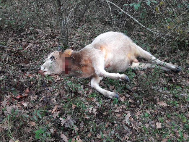 Kan Donduran Hırsızlık! 150 Hayvanı Telef Edip Etlerini Çaldılar Kan Donduran Hırsızlık! 150 Hayvanı Telef Edip Etlerini Çaldılar