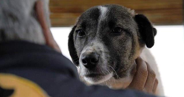 Vefalı Köpek, Kendisini Terk Eden Sahibini -30 Derecede 6 Ay Bekledi