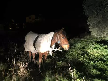 Bursa'da Soğuk Hava Nedeniyle Atı, Naylona Sardılar