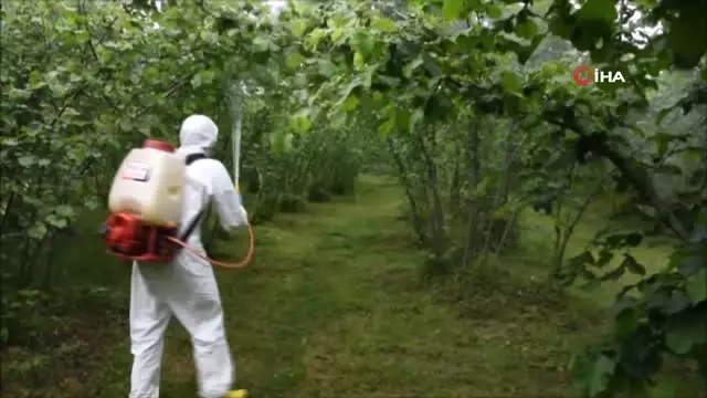 Dünyayı Dolaşan Hastalık, Karadeniz Bölgesinde Bitkilere Bulaştı