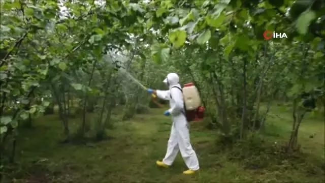 Dünyayı Dolaşan Hastalık, Karadeniz Bölgesinde Bitkilere Bulaştı