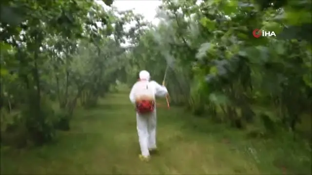 Dünyayı Dolaşan Hastalık, Karadeniz Bölgesinde Bitkilere Bulaştı