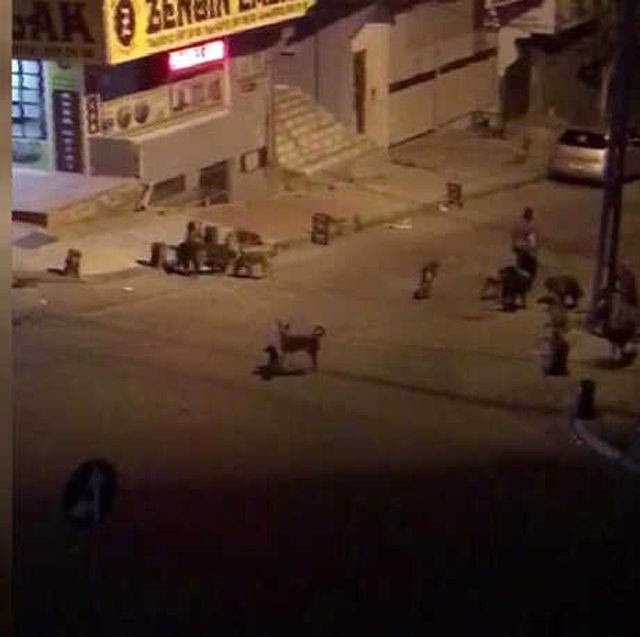 Mahallede Korku Saçıyorlardı! Köpekler Toplatıldı, Sahibi Gözaltına Alındı