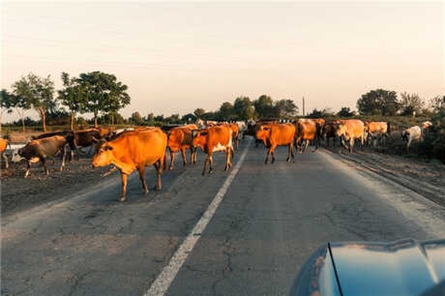 Tamam da Neden?' Diye Soracağınız 12 İlginç Trafik Kuralı