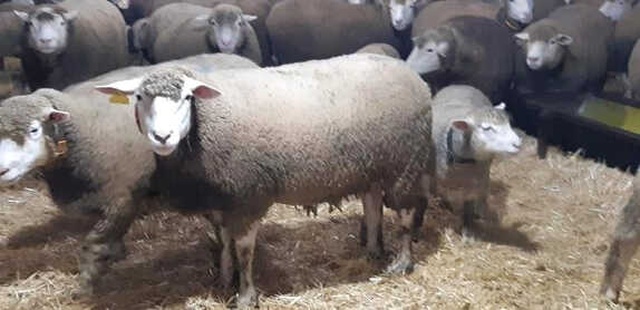 Herkes Bu Kuzuların Peşinde! Almak İçin 6 Ay Öncesinden Kapora Veriyorlar