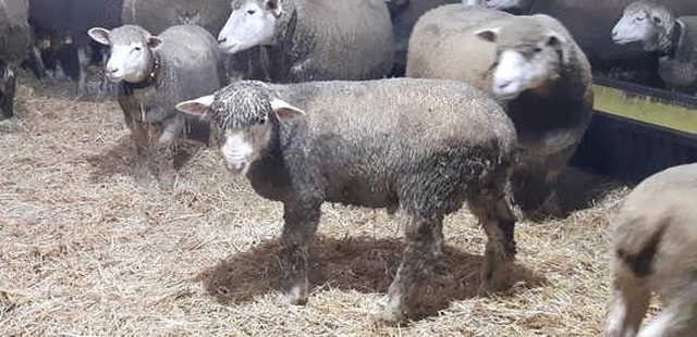 Herkes Bu Kuzuların Peşinde! Almak İçin 6 Ay Öncesinden Kapora Veriyorlar