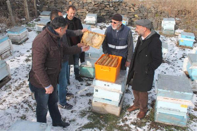 Kafkas Arısı -35 Derece Soğuğa Dayanıklı Kafkas Arısı -35 Derece Soğuğa Dayanıklı