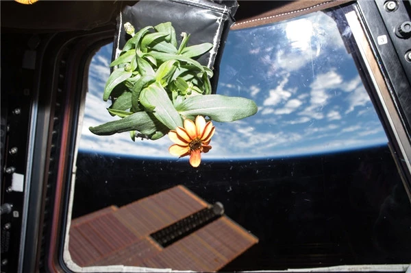 Uzayda Bitki Yetiştirebilmenin Yollarını Bulmak İçin Araştırmalar Başladı